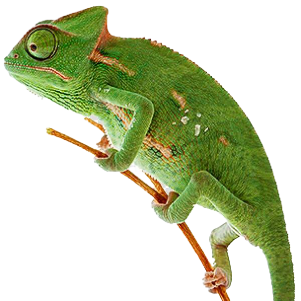 Reptile-Animal-PNG-Image-File